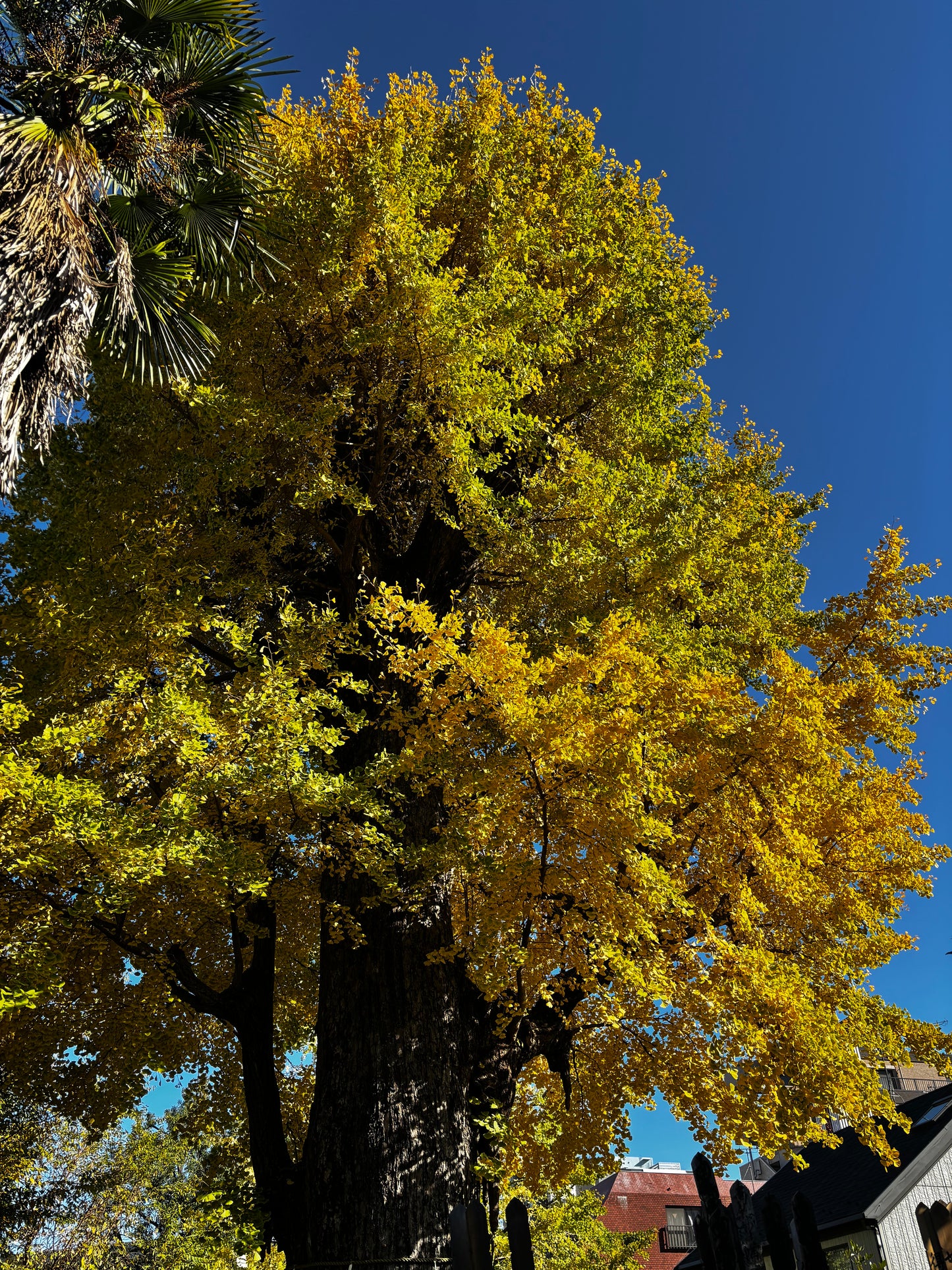 幸国寺の大銀杏　切り絵御朱印　Ginkgo Gosyuin