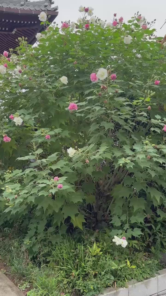 酔芙蓉（すいふよう）切り絵御朱印